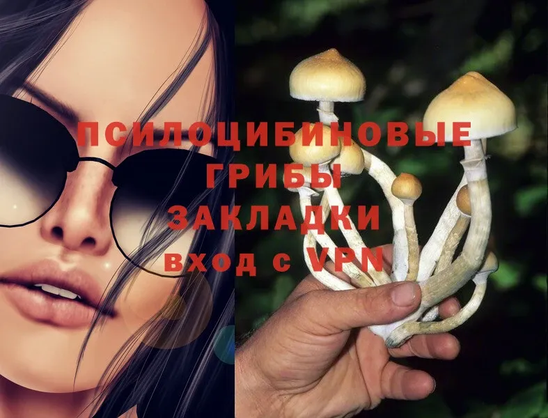 Псилоцибиновые грибы Psilocybine cubensis  наркота  Кимры 